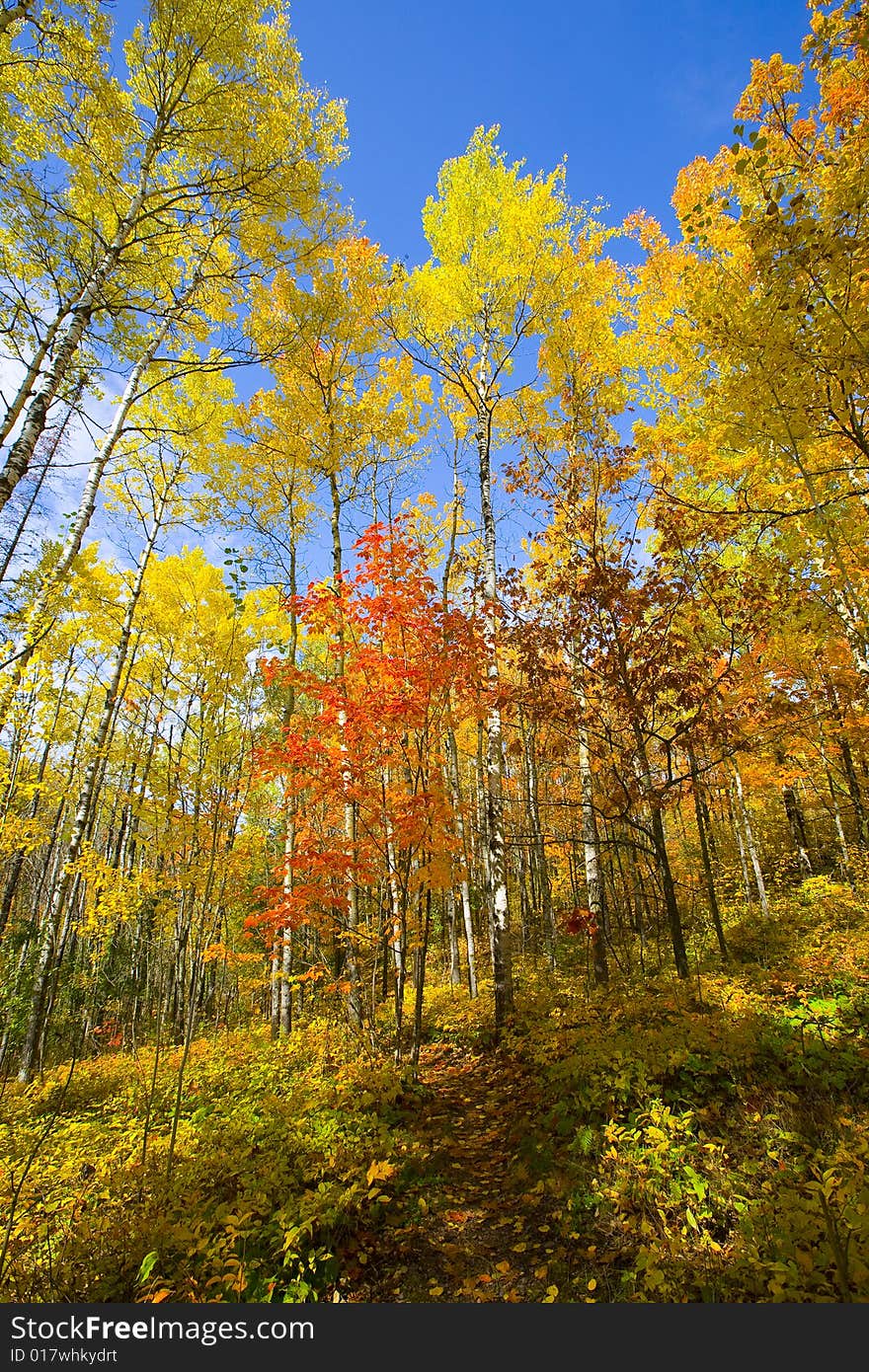 Autumn Path and Blue Sky