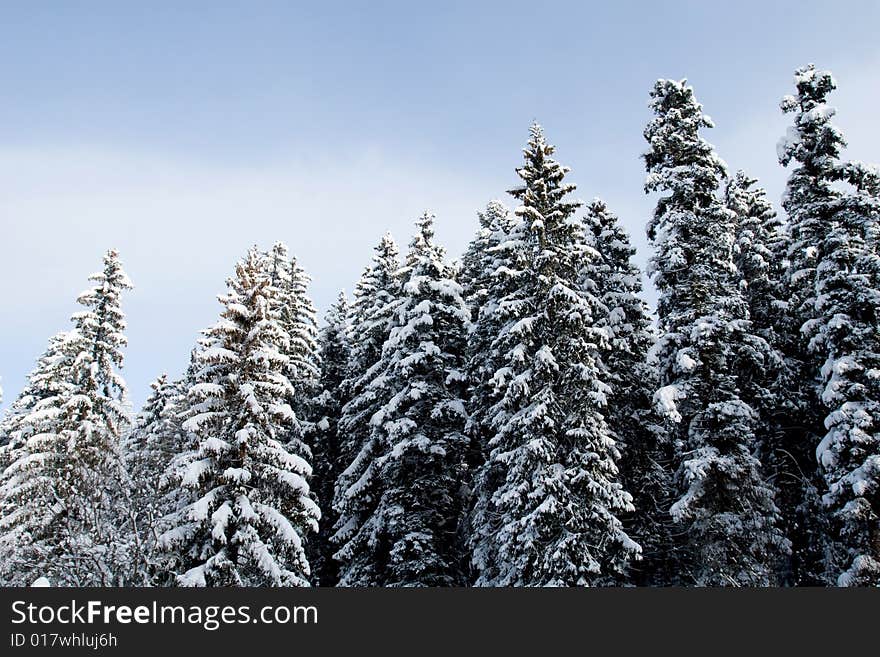 Trees and snow