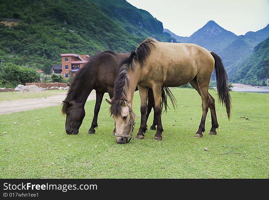 There are two horses on the meadows，eating grass