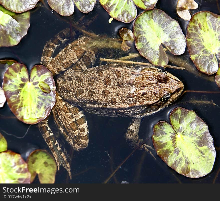 Common frog in the pond. Common frog in the pond