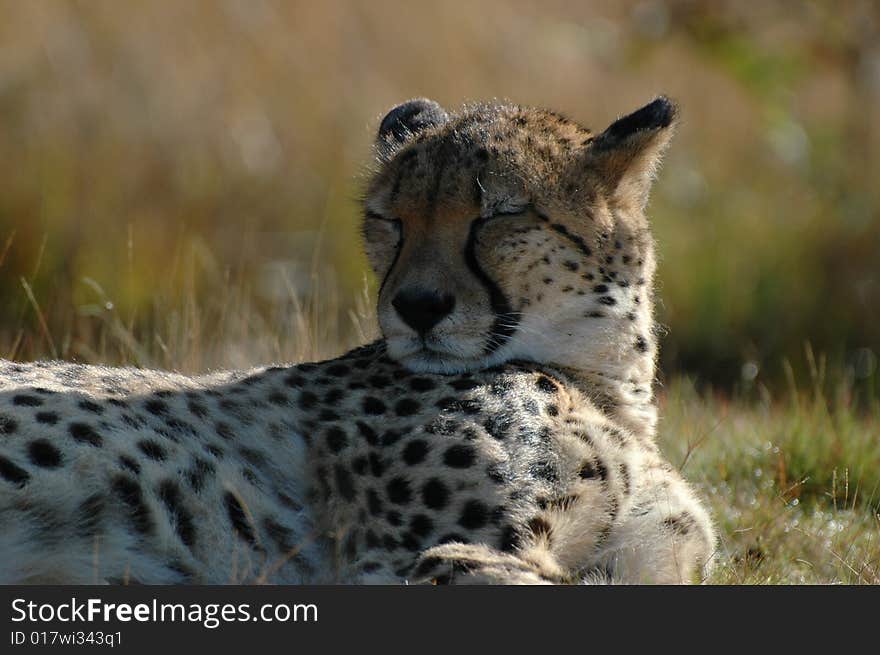 Leopard sunbathing in the sunny autumn-afternoon