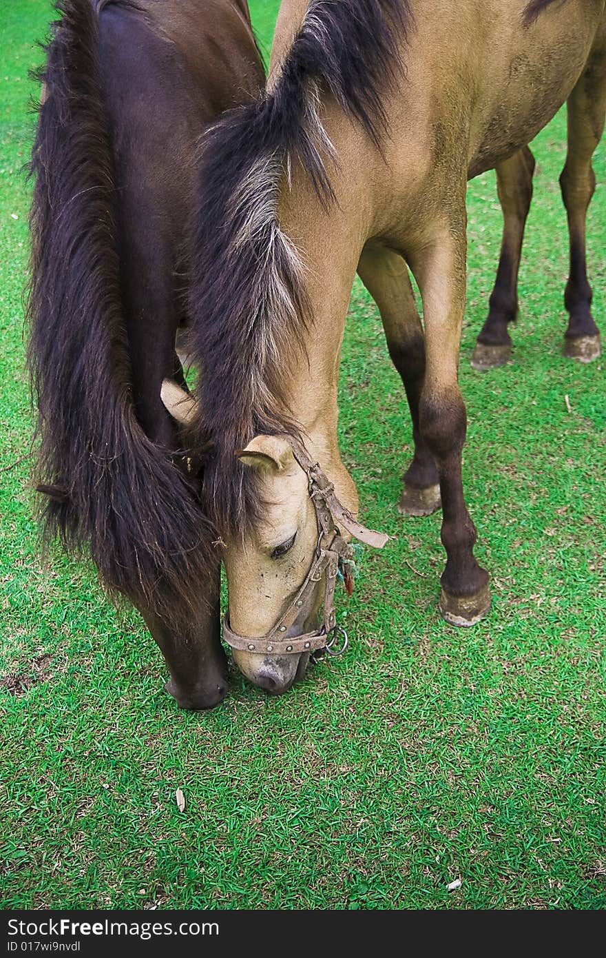 There are two horses on the meadows，eating  grass