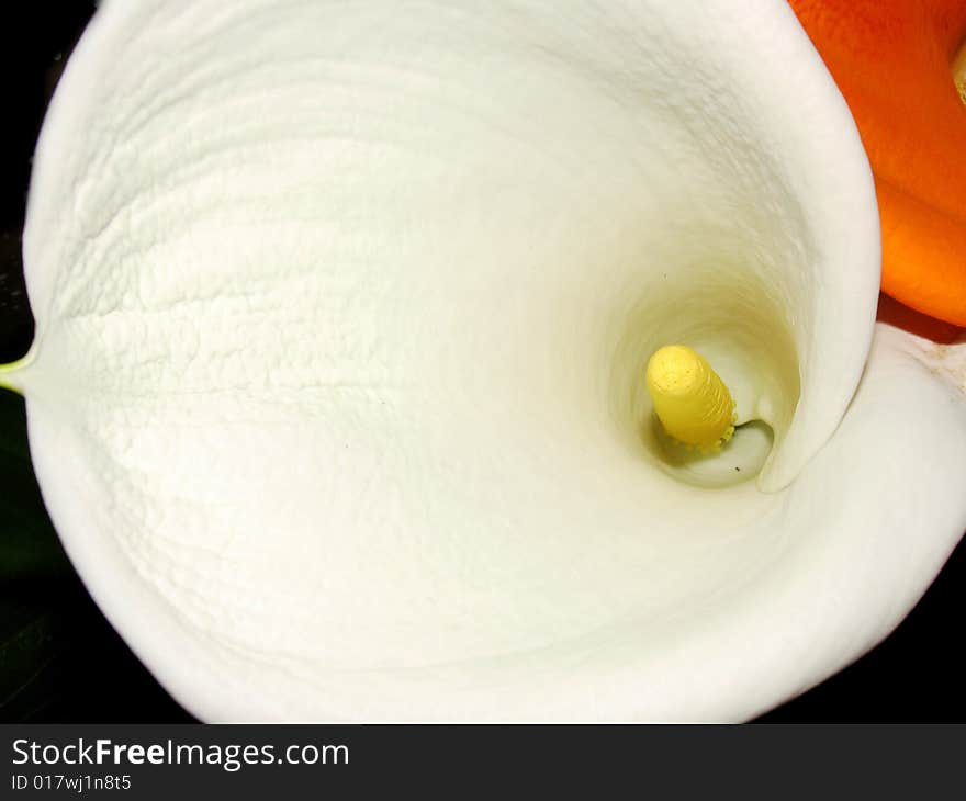 Macro flower of cala on a colore background