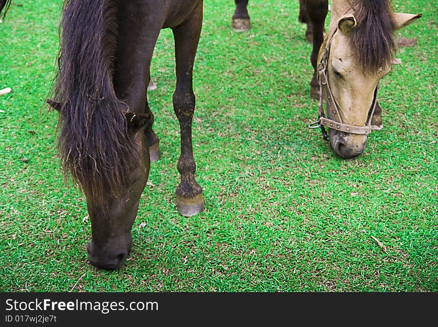 There are two horses on the meadows，eating  grass