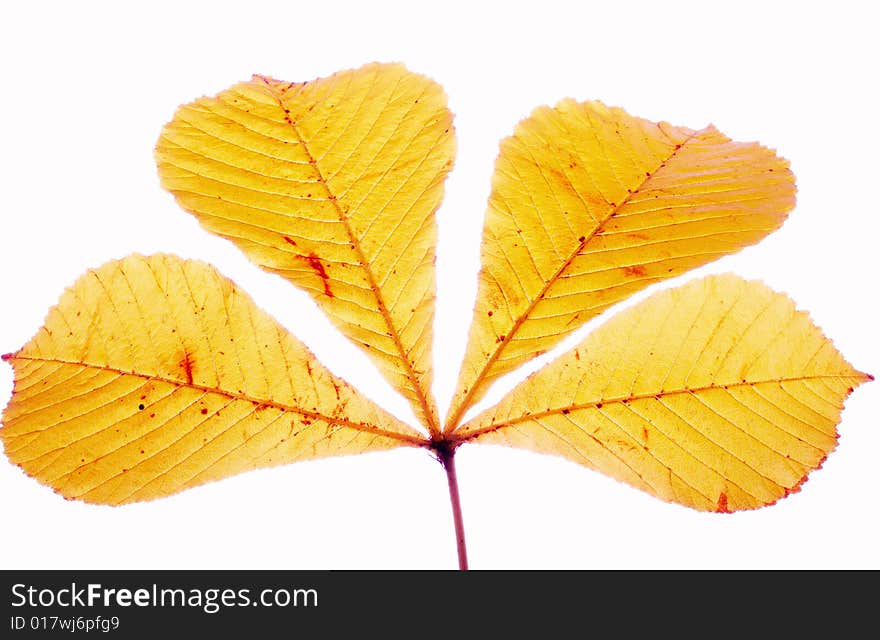 Close up a branch with yellow foliage. Close up a branch with yellow foliage