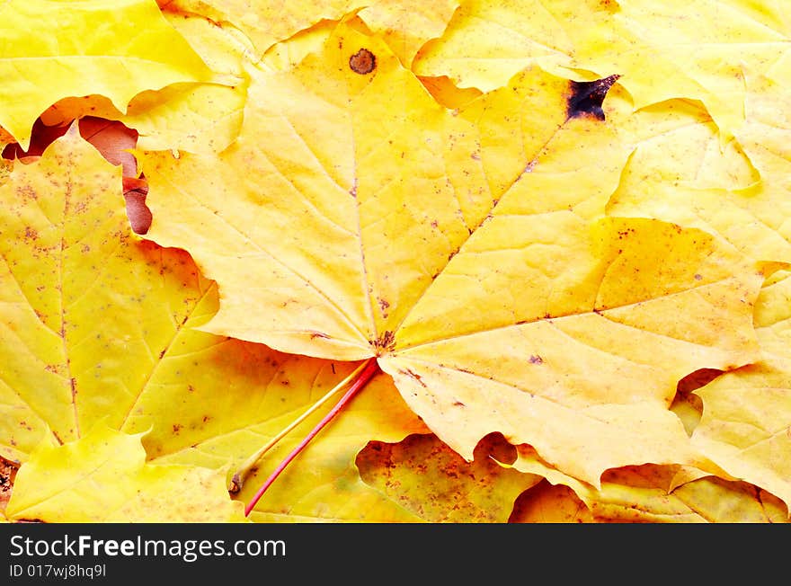 Close up of a yellow leaf