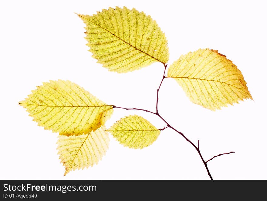 Close up a branch with yellow foliage. Close up a branch with yellow foliage