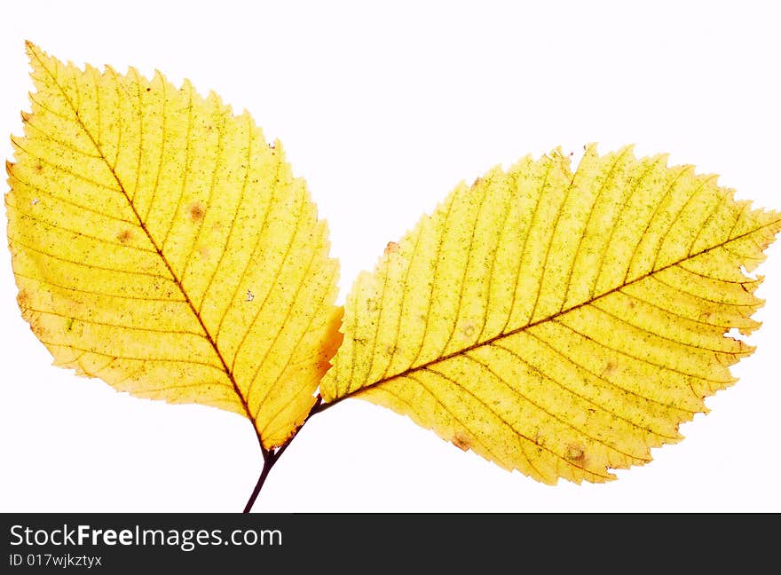 Close up a branch with yellow foliage. Close up a branch with yellow foliage