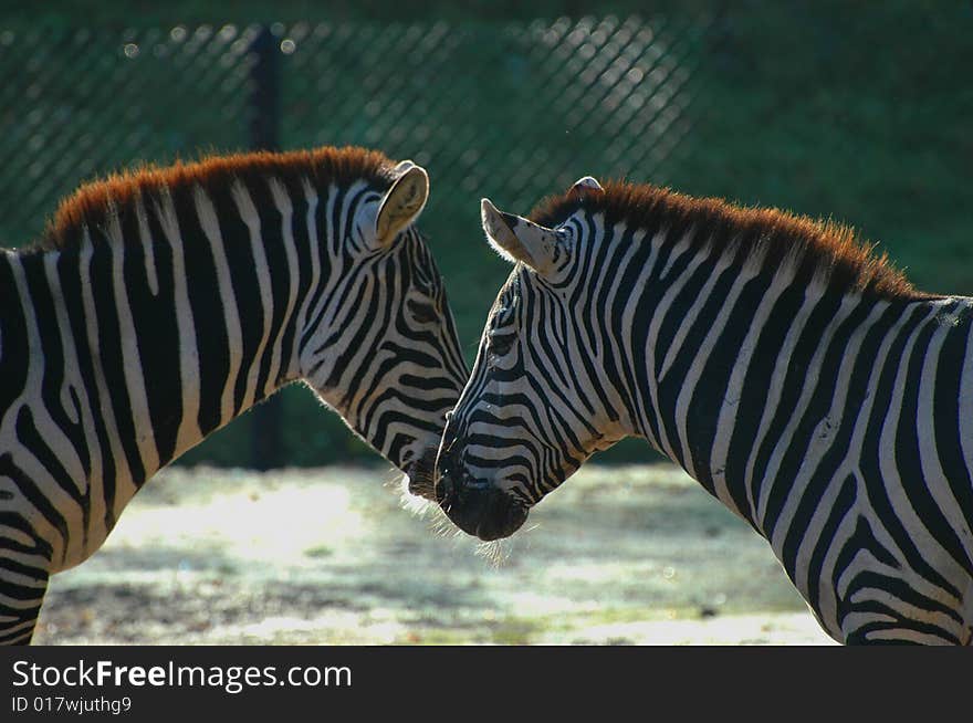 Zebras in the autumn afternoon