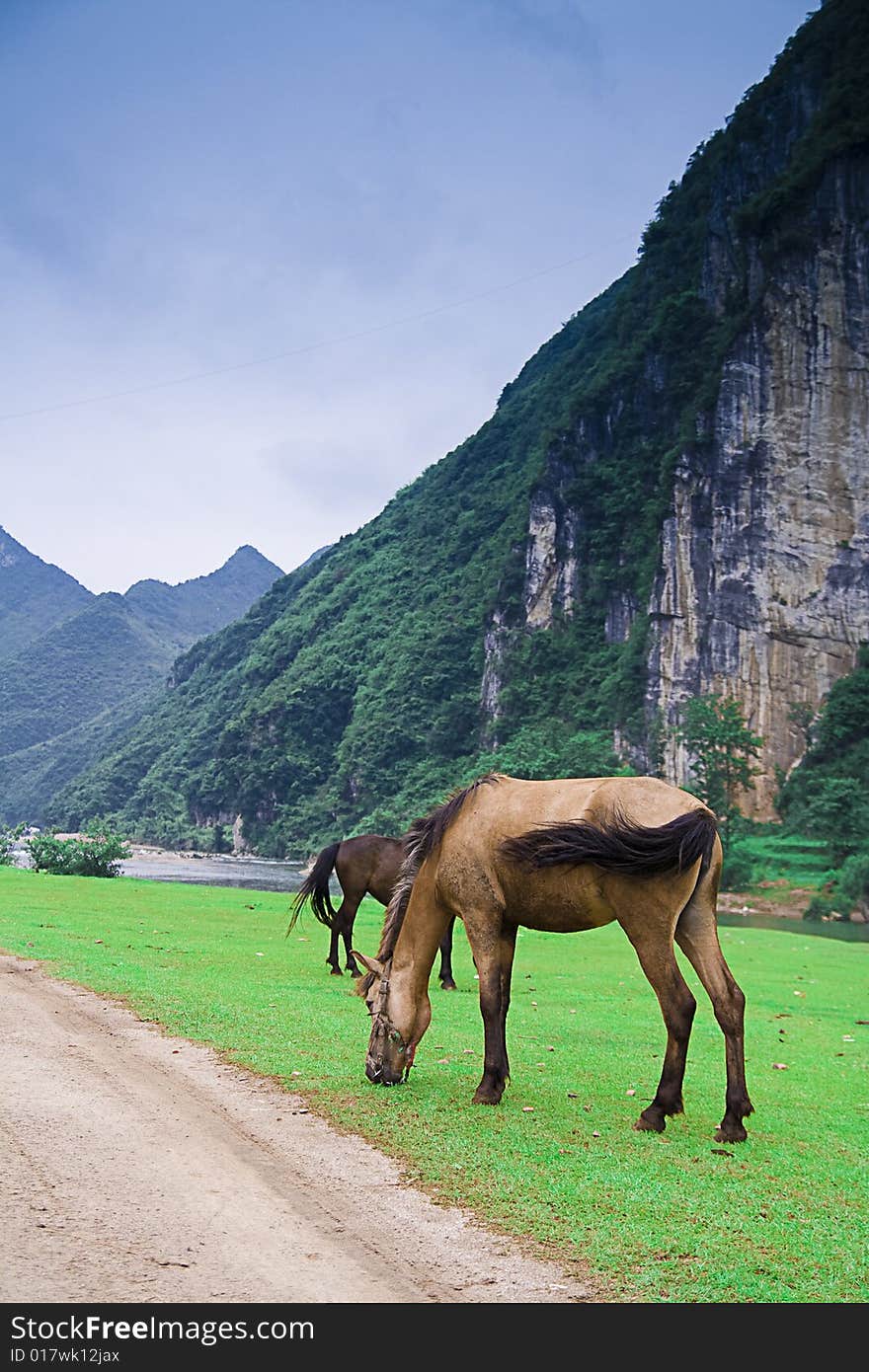 There are two horses on the meadows，eating  grass