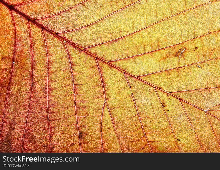 Close up of a yellow leaf