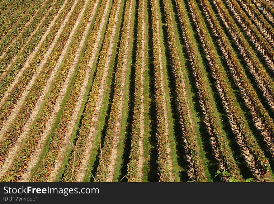 Rows of vines taken from above forming a pattern. Rows of vines taken from above forming a pattern