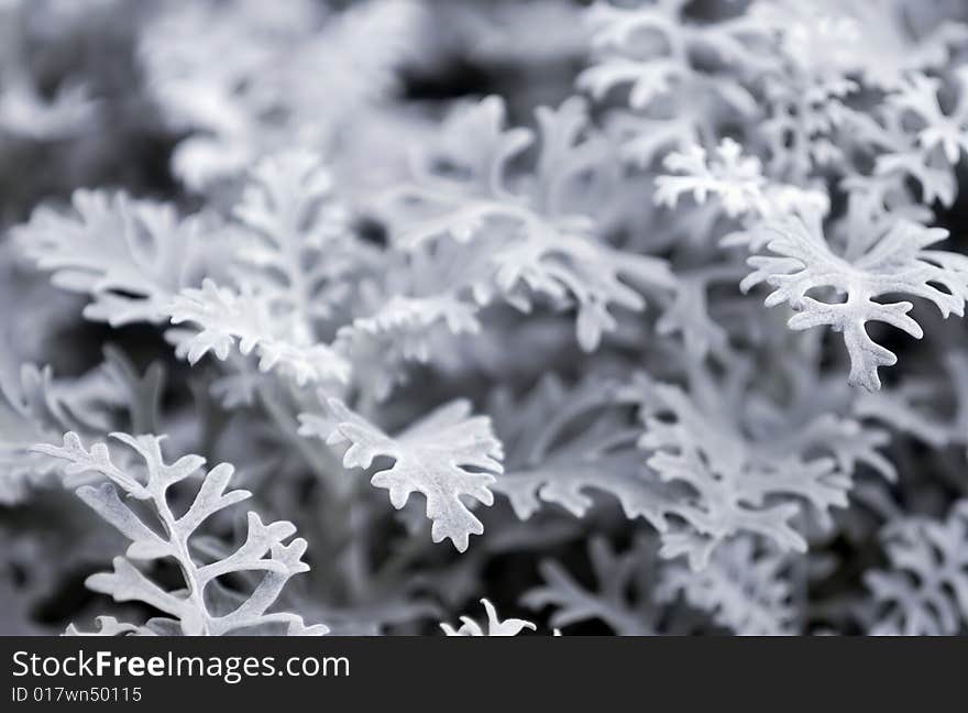 Frozen winter flower almost washed out from color by the frost.