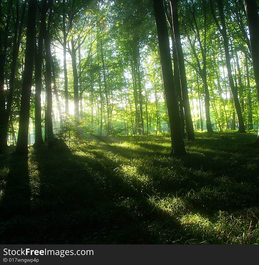 Light goinh throu the trees. Light goinh throu the trees