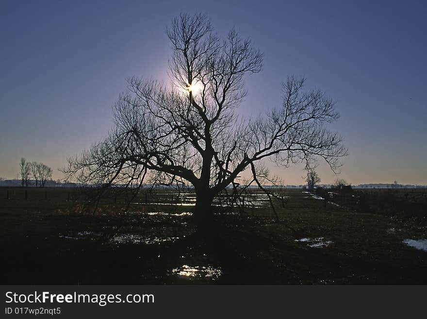 Willow in Lower Saxony, Dümmer, Germany