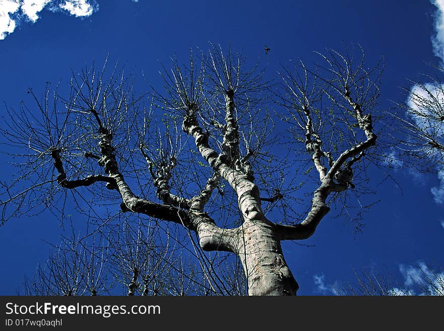 Platanus tree in Aix-en-Provence, Provence, France