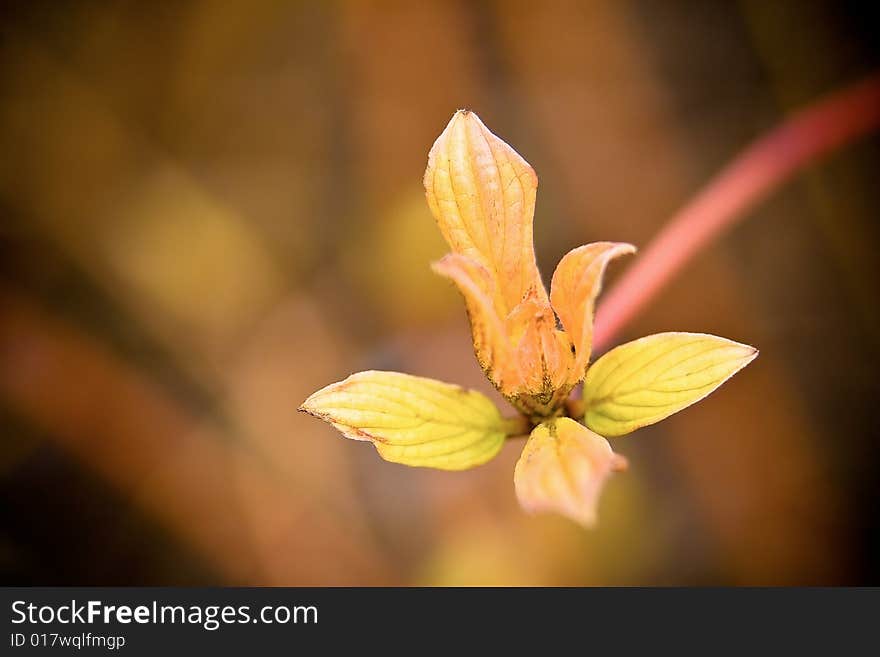 Tiny bunch of fresh budding yellow leaves in spring. Tiny bunch of fresh budding yellow leaves in spring.