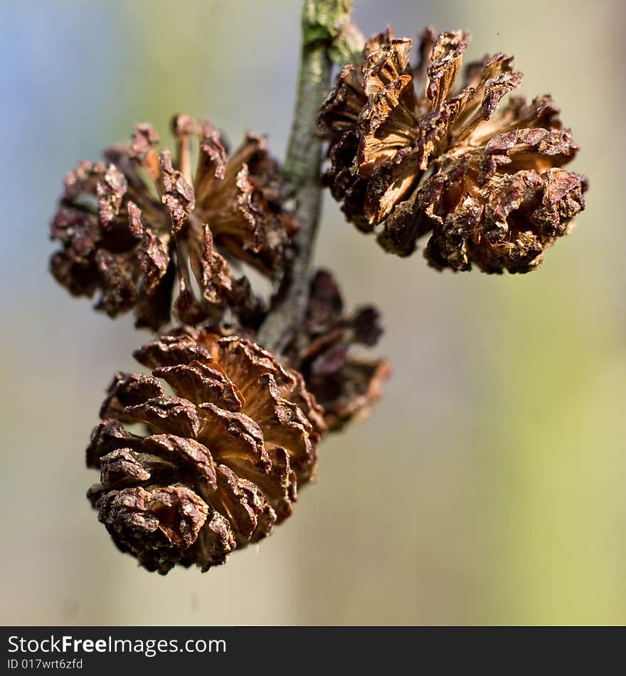 Tiny dried up flowers, looking like pine cones. Tiny dried up flowers, looking like pine cones