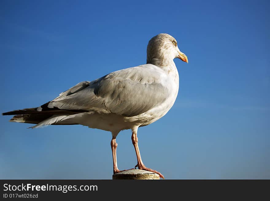 Seagull resting on a pillar