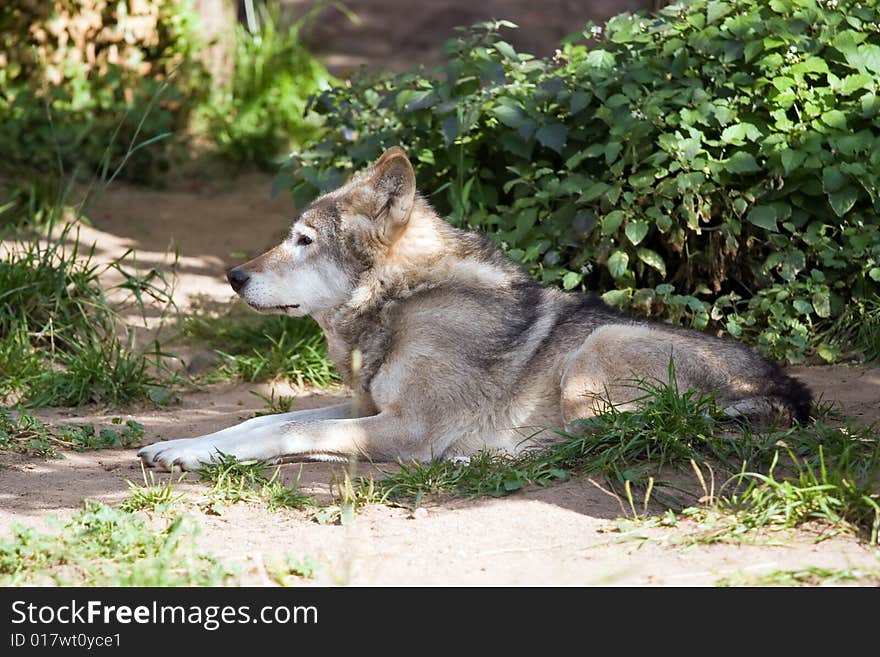 Resting wolf