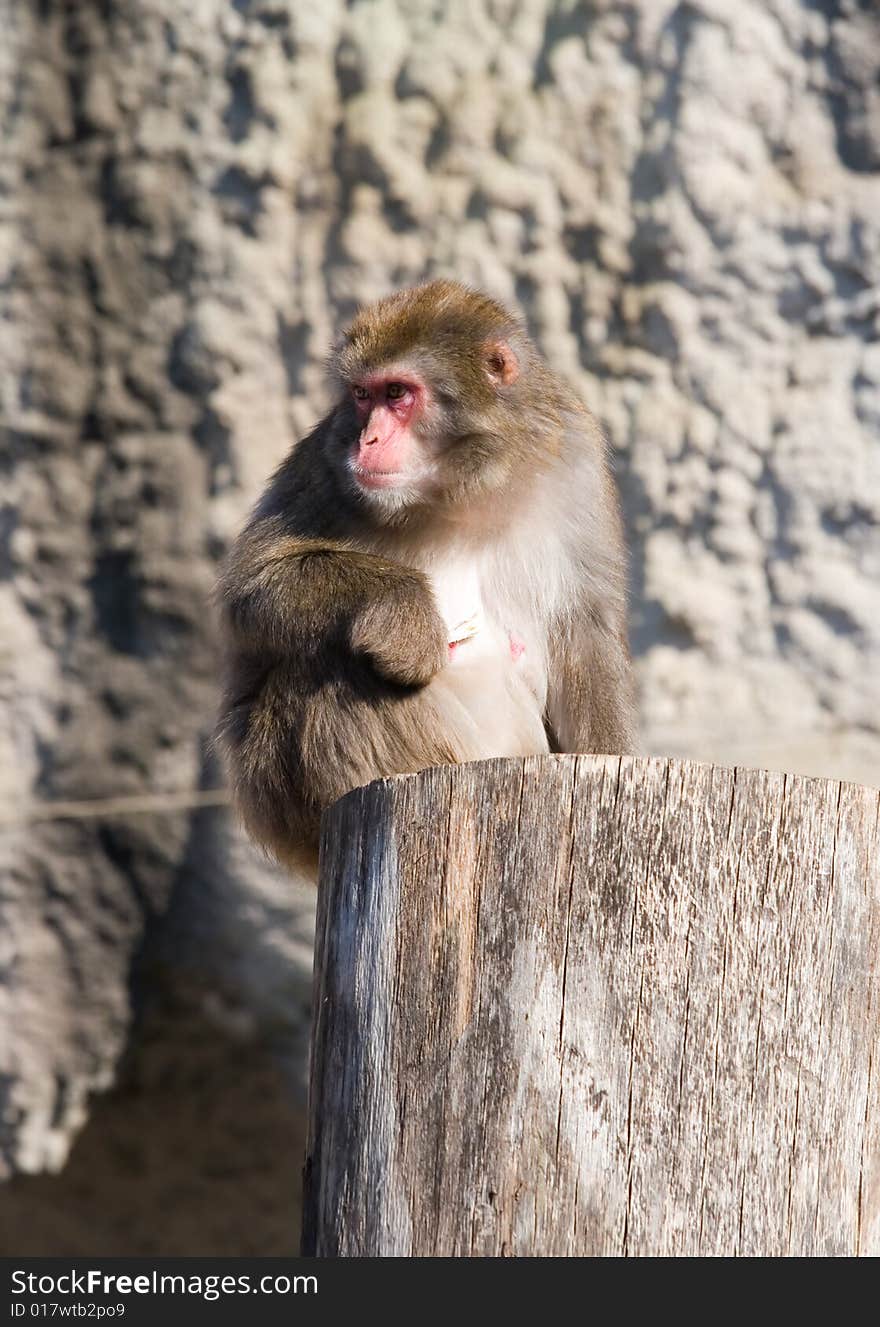 Japanese macaque