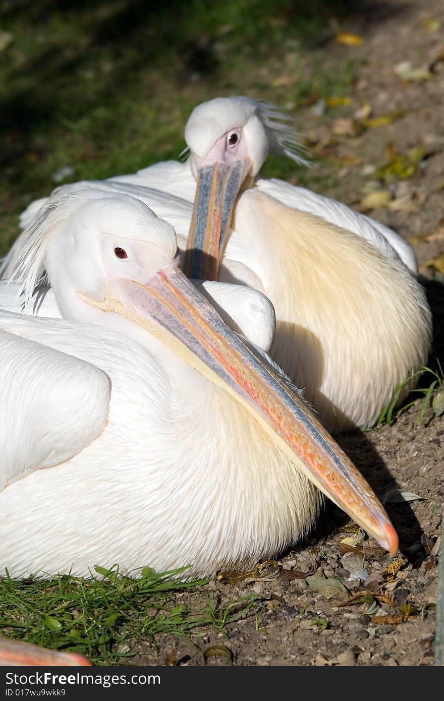 Pelican living in territory of a zoo