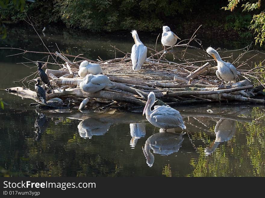 Pelican living in territory of a zoo