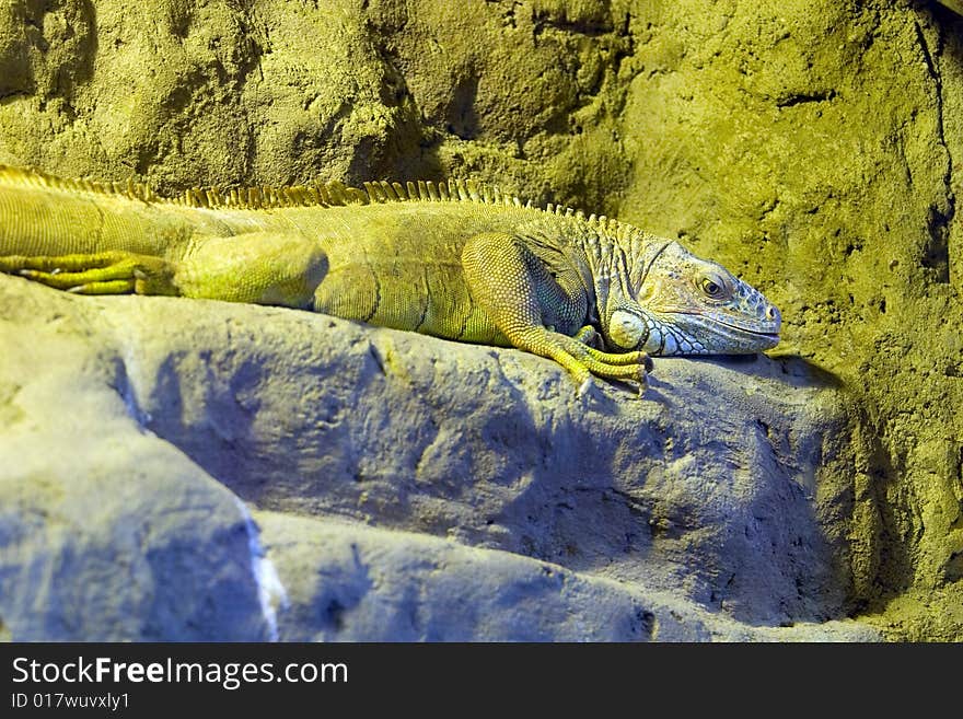 Iguana living in a terrarium of a zoo