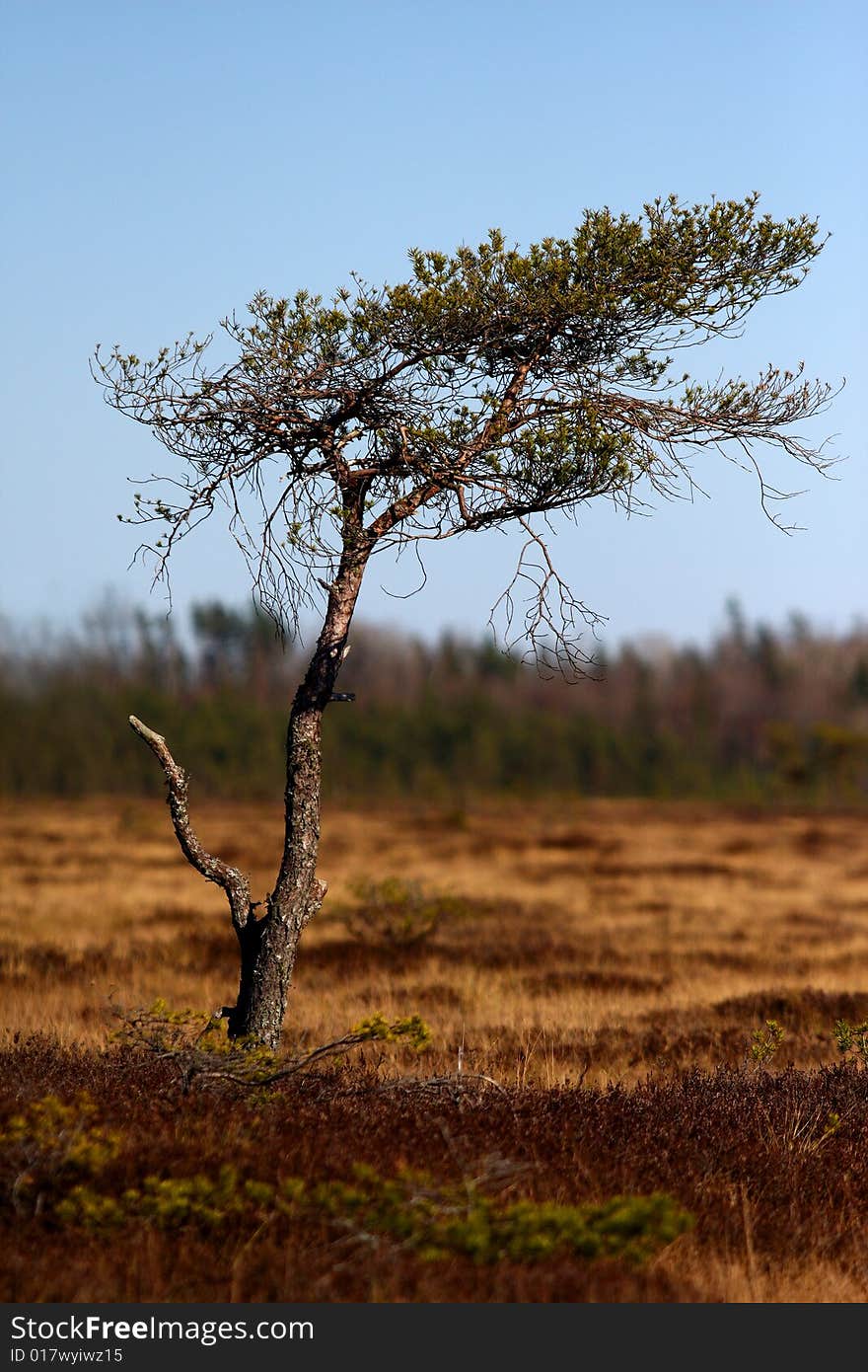 Safari tree in meadow