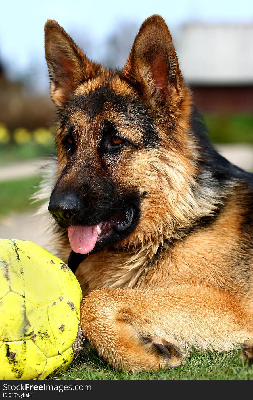 Portrait Of Wolf Dog