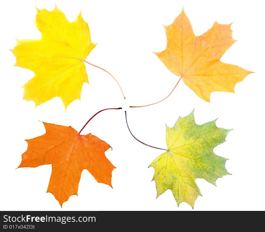 Maple leaf, leaves isolated on white background. Maple leaf, leaves isolated on white background