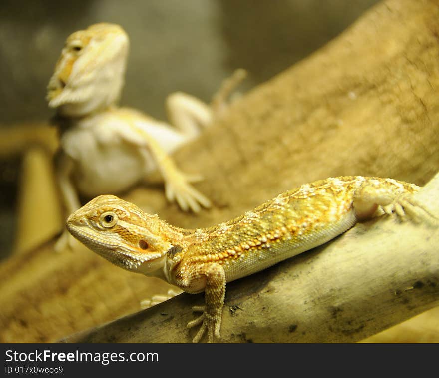 Juvenile Bearded Dragon Siblings Taking a Breather After Dinner