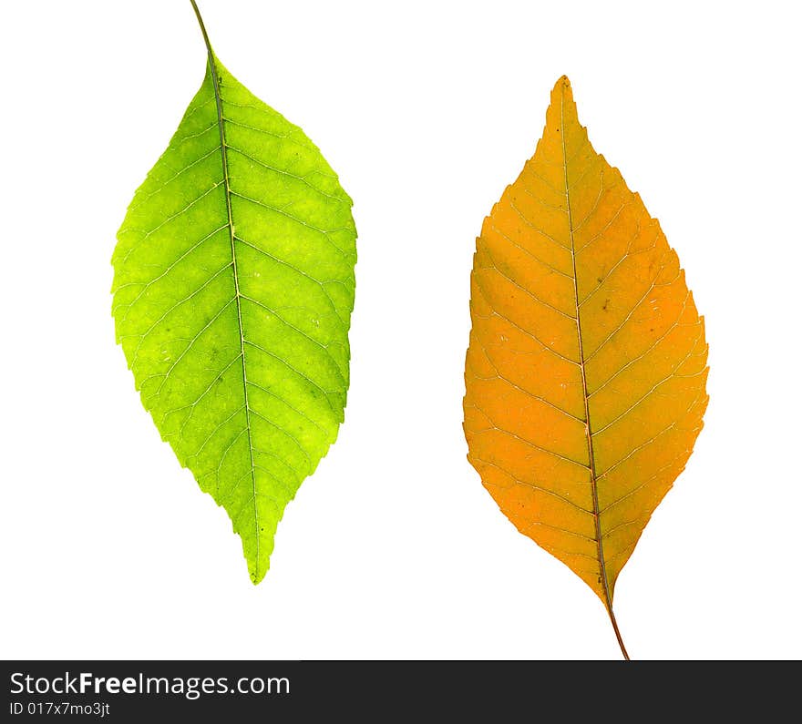 Green And Yellow Leaves