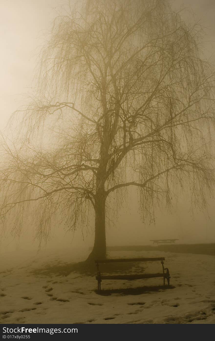 Winter tree in fog and bench