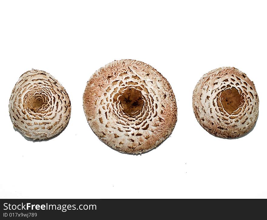 White wild mushroom caps on white background.