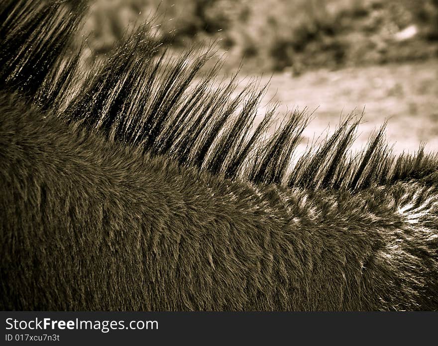 A mule abstract photographed as he was walking down a road in the desert in Arizona. A mule abstract photographed as he was walking down a road in the desert in Arizona