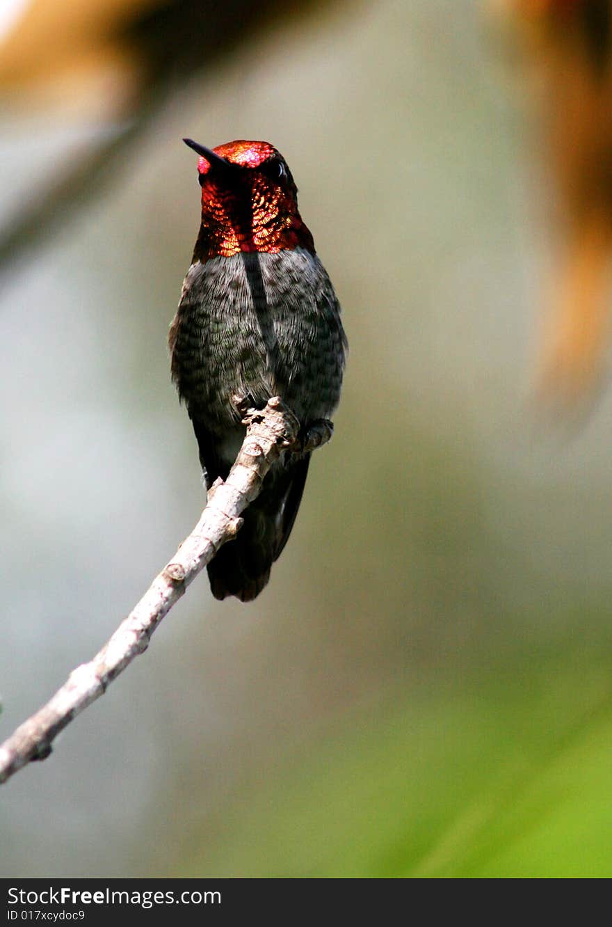 Hummingbird