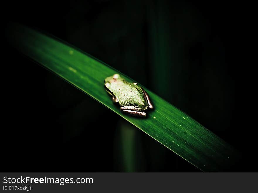 Frog sitting on a wide leaf in a natural setting