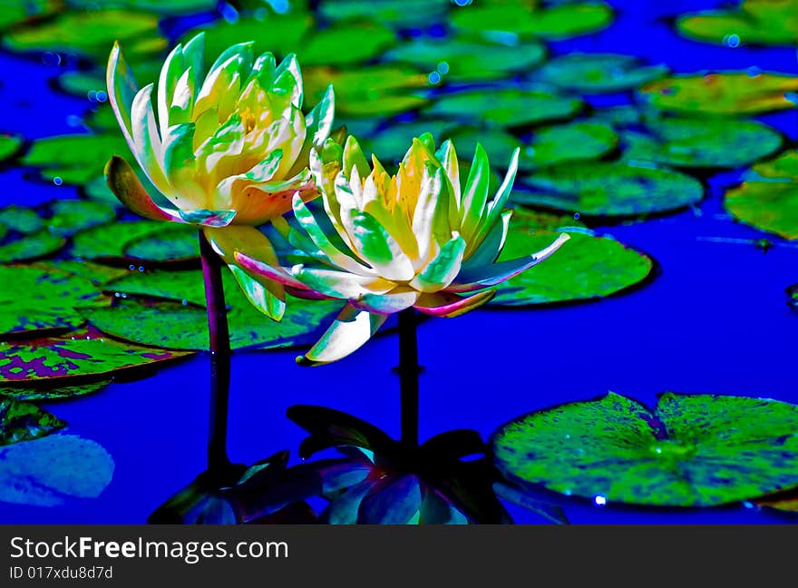 Lotus flowers and leaves on a fish pond