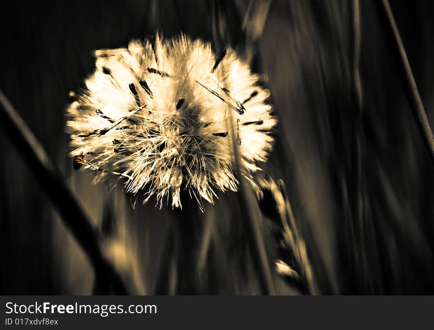 Dandelion