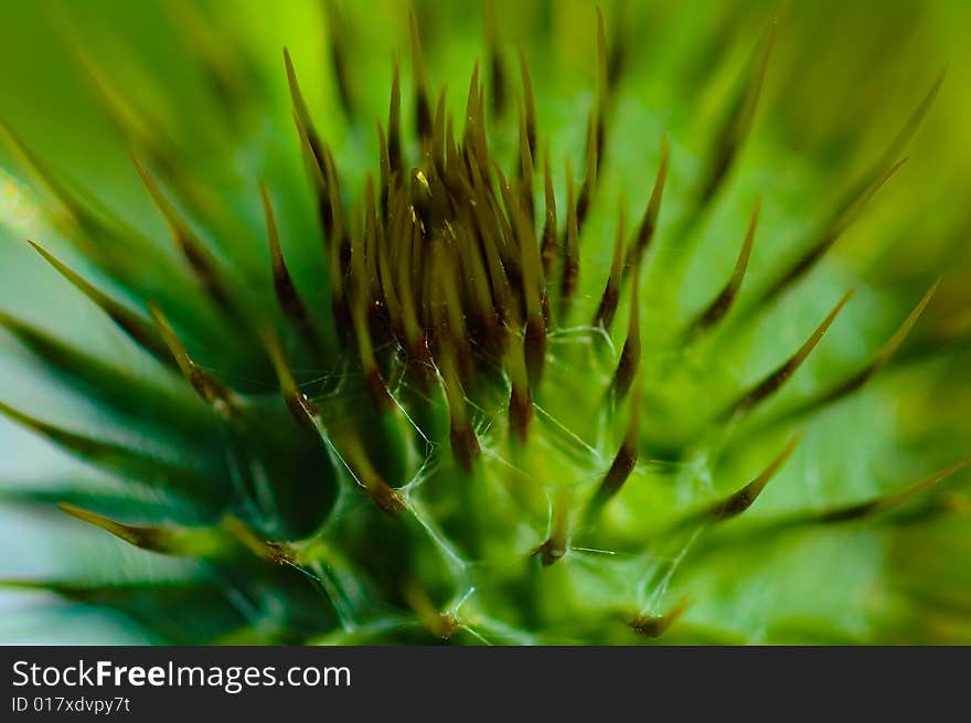 Thistle closeup in macro form with lens blur