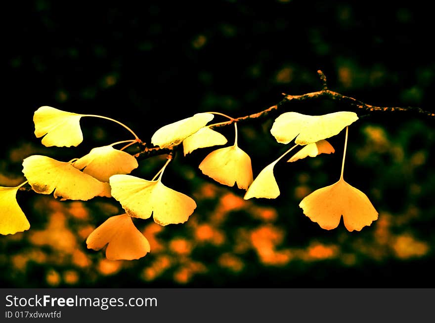 Yellow leaves on a japanese tree in a garden