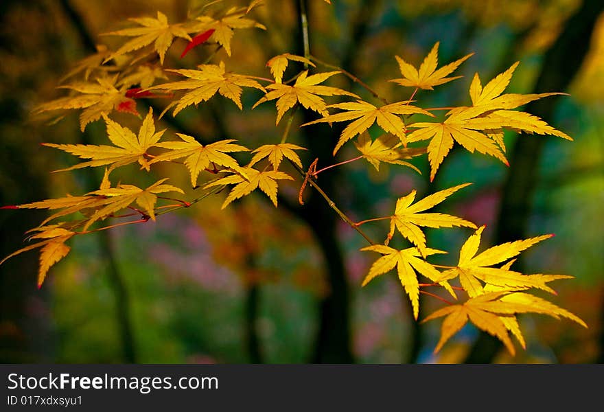 Japanese maple leaves in a garden setting