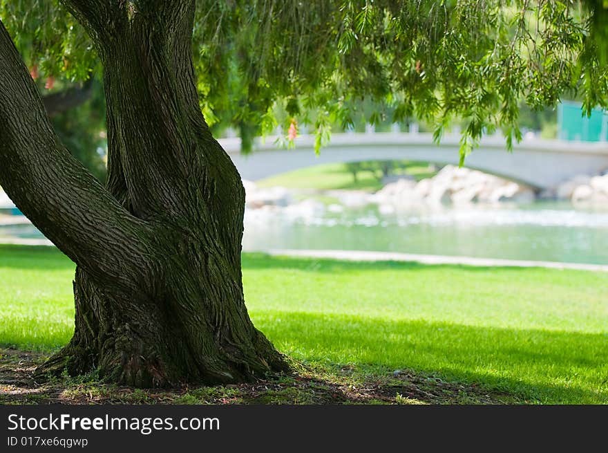 Tree Photos in a Park