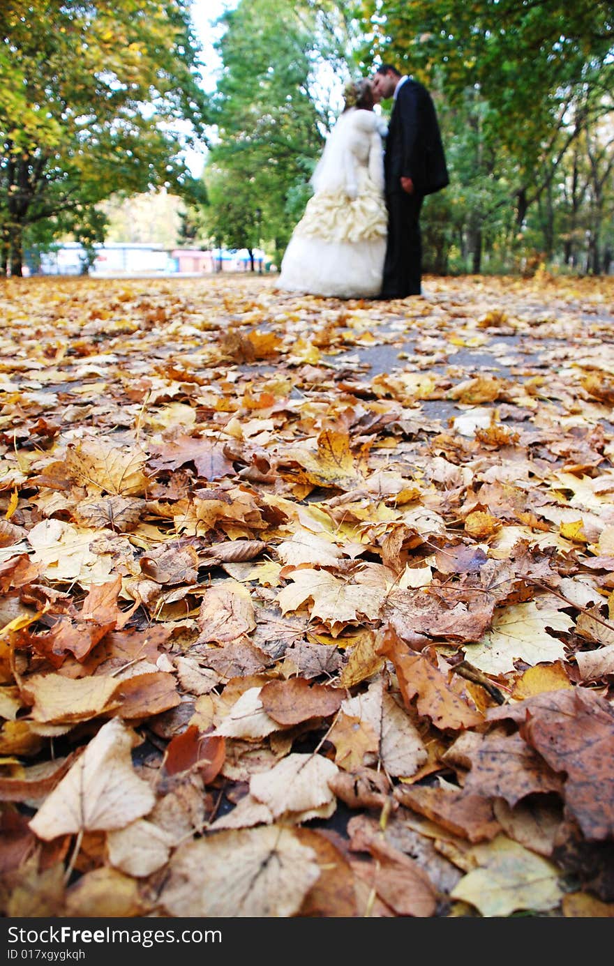 The newly married couple kissing in autumnal park. The newly married couple kissing in autumnal park