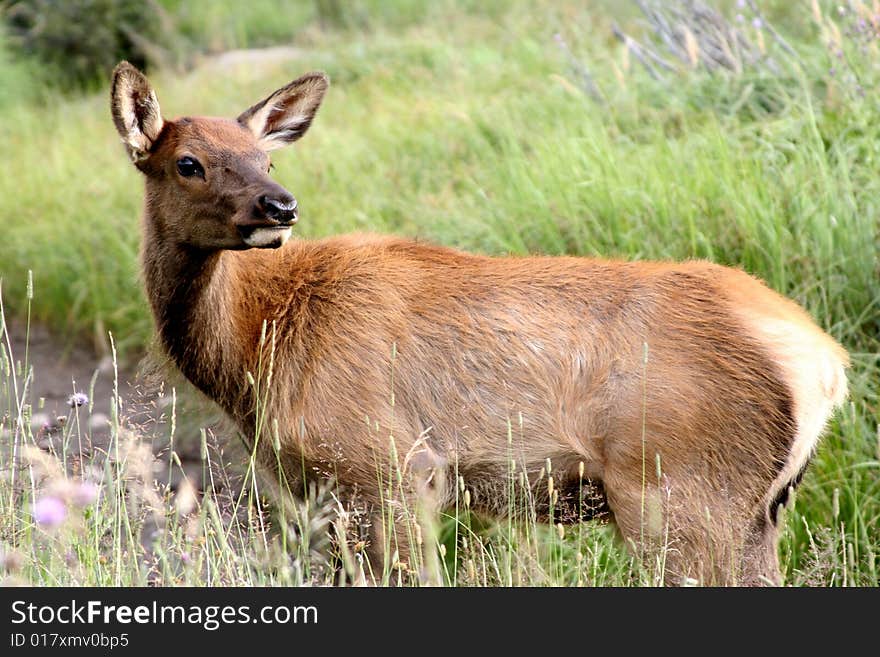 Elk