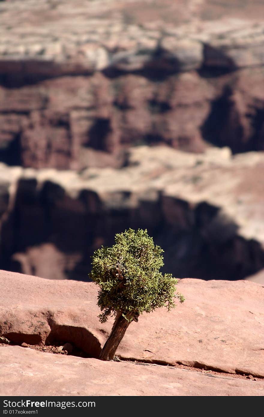 Sapling Standing Tall