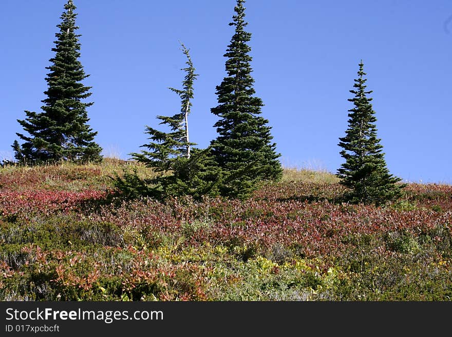 Trees and grasses turning color. Trees and grasses turning color