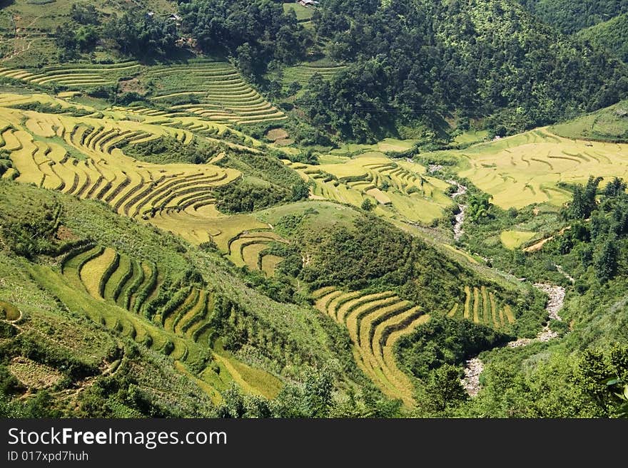 Rice Terraces on the side of a valley