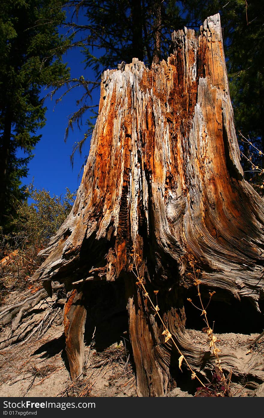 Old stump rotting away in Idaho forest. Old stump rotting away in Idaho forest